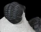 Pedinopariops Trilobite With Partial - Mrakib, Morocco #55979-3